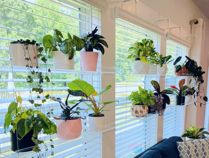 Clear Hanging Window Shelves That Help Plants Thrive Without